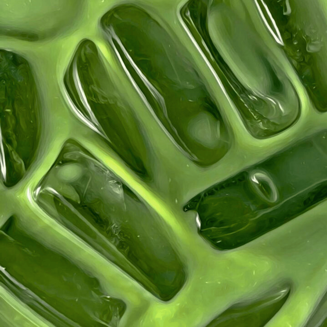 Matcha Premium Vanille
